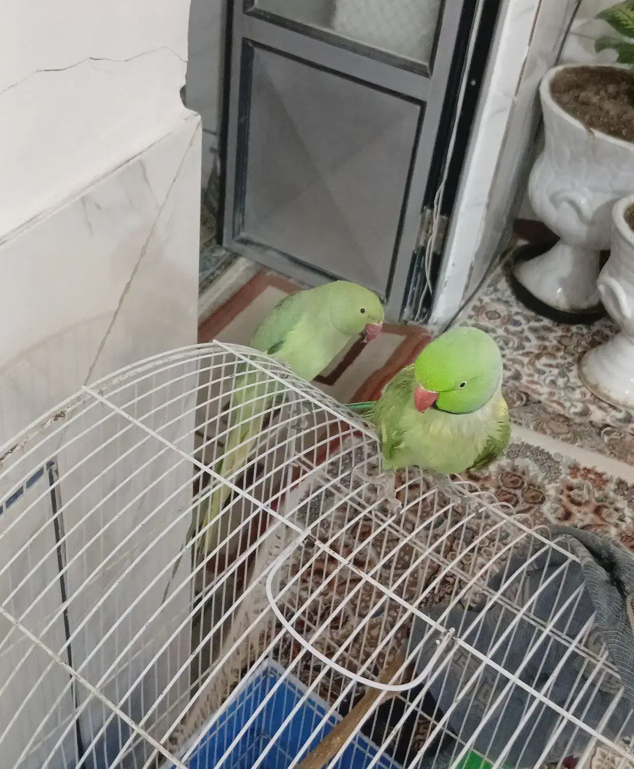 طوطی ملنگو|پرنده|اژیه, |دیوار