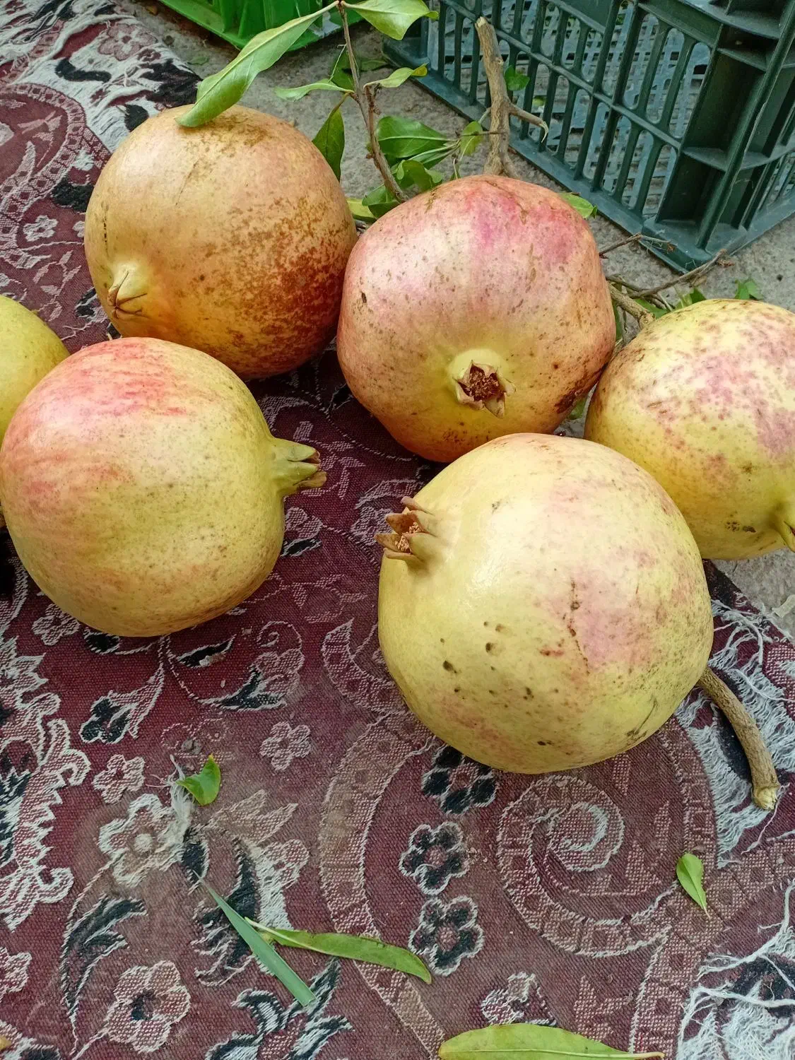 محصولات طارم|عمده‌فروشی|زنجان, |دیوار