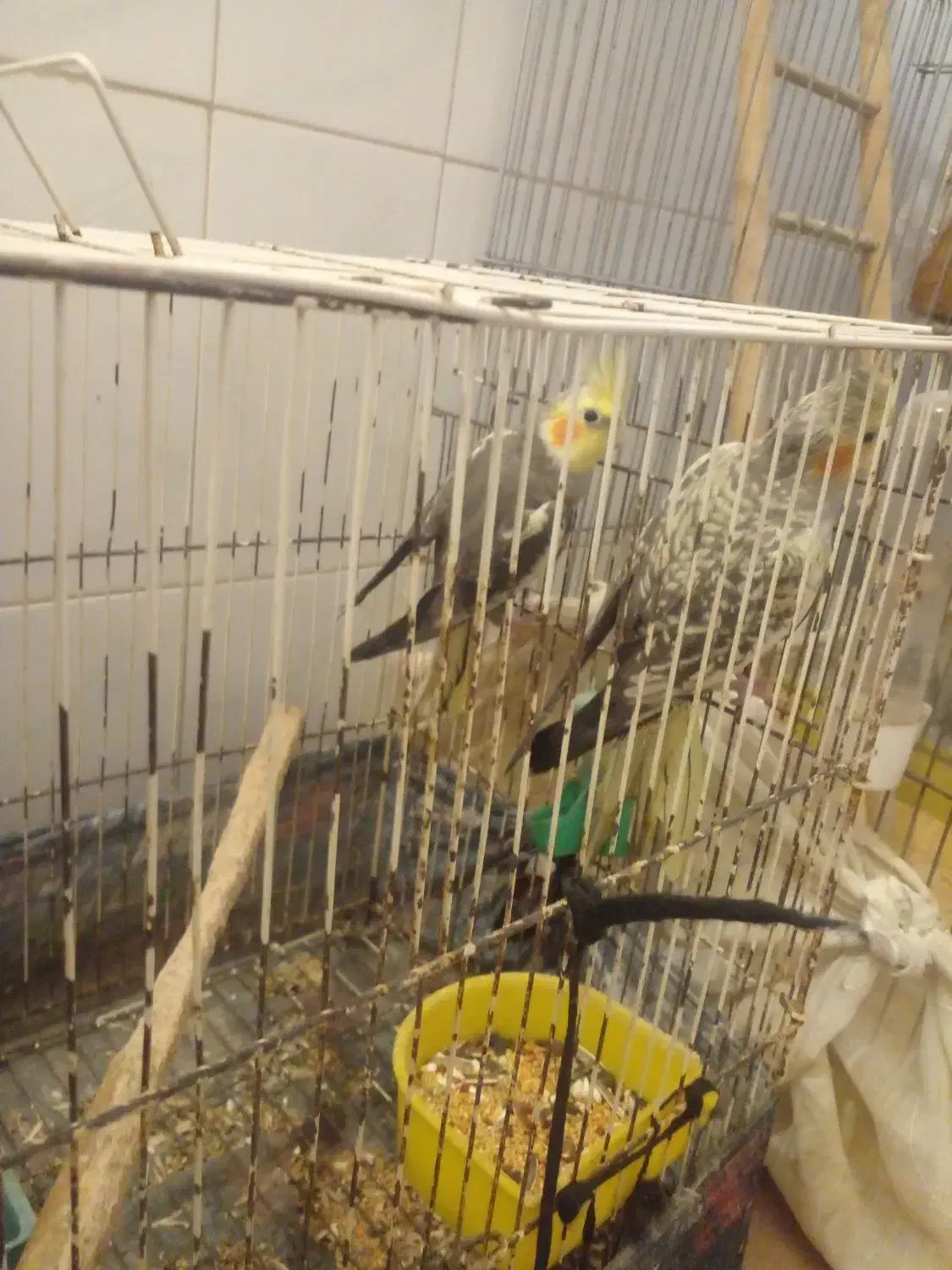 عروس هلندی|پرنده|نوشهر, |دیوار