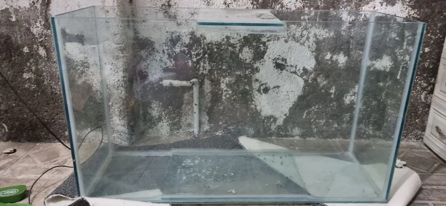 آکواریوم|ماهی|تایباد, |دیوار