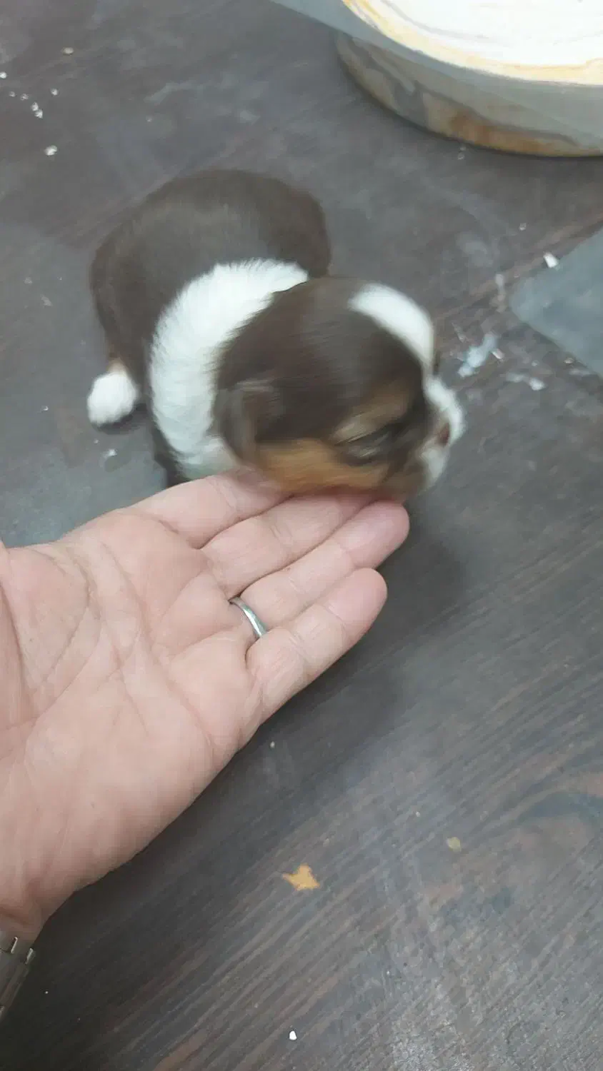 واگذاری شیتزو|سگ|کوچصفهان, |دیوار