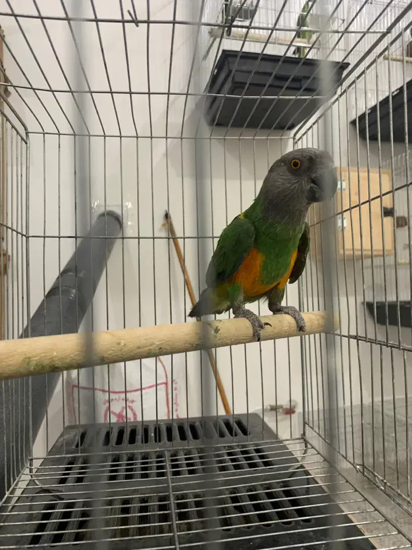 طوطی سنگال|پرنده|مریوان, |دیوار