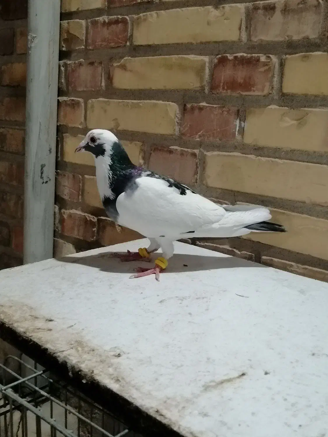 دورگ و رنگی|پرنده|شوشتر, |دیوار