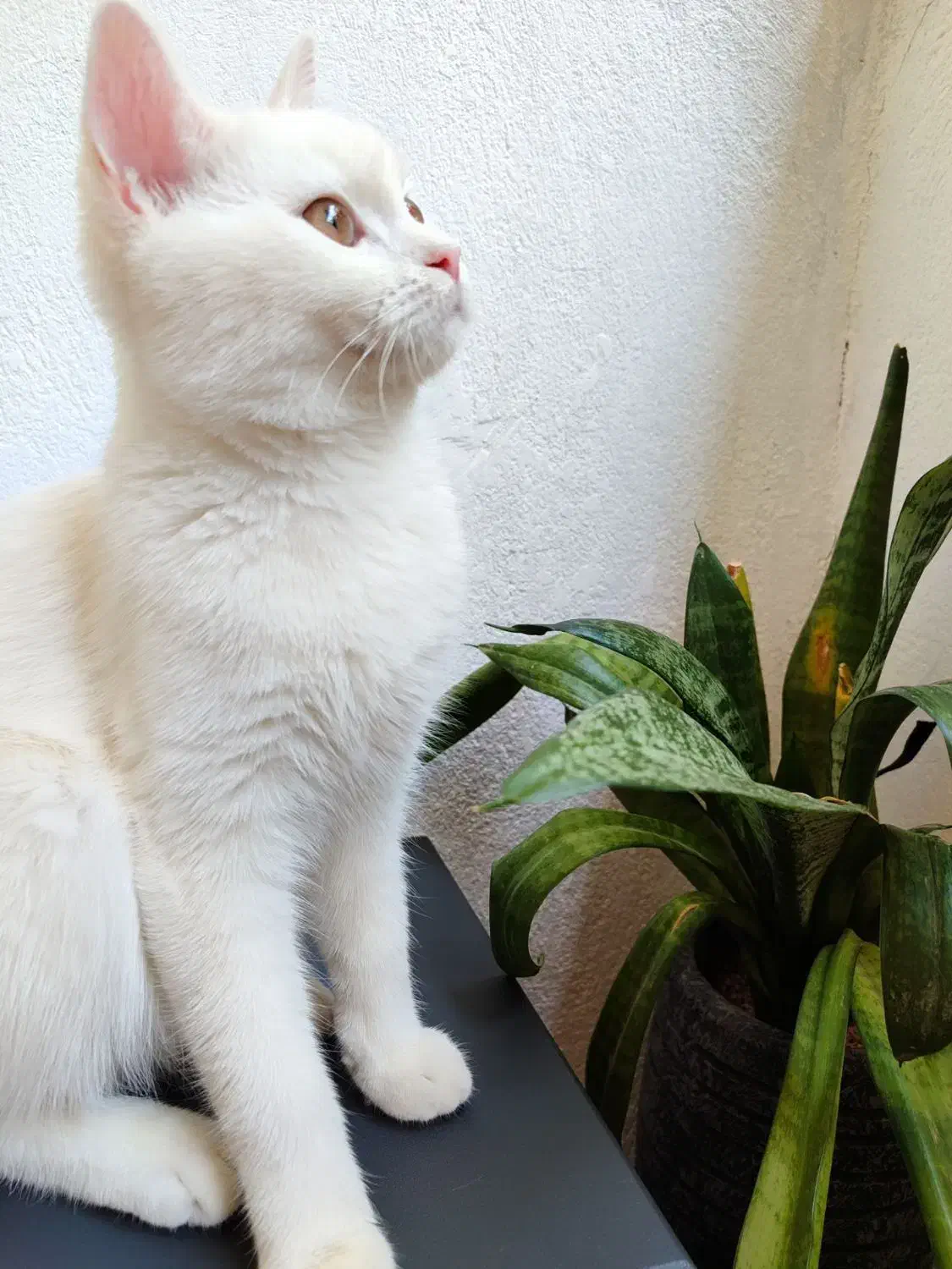 واگذاری دوعدد گربه نر و ماده.|گربه|پاکدشت, شهرک امام رضا|دیوار