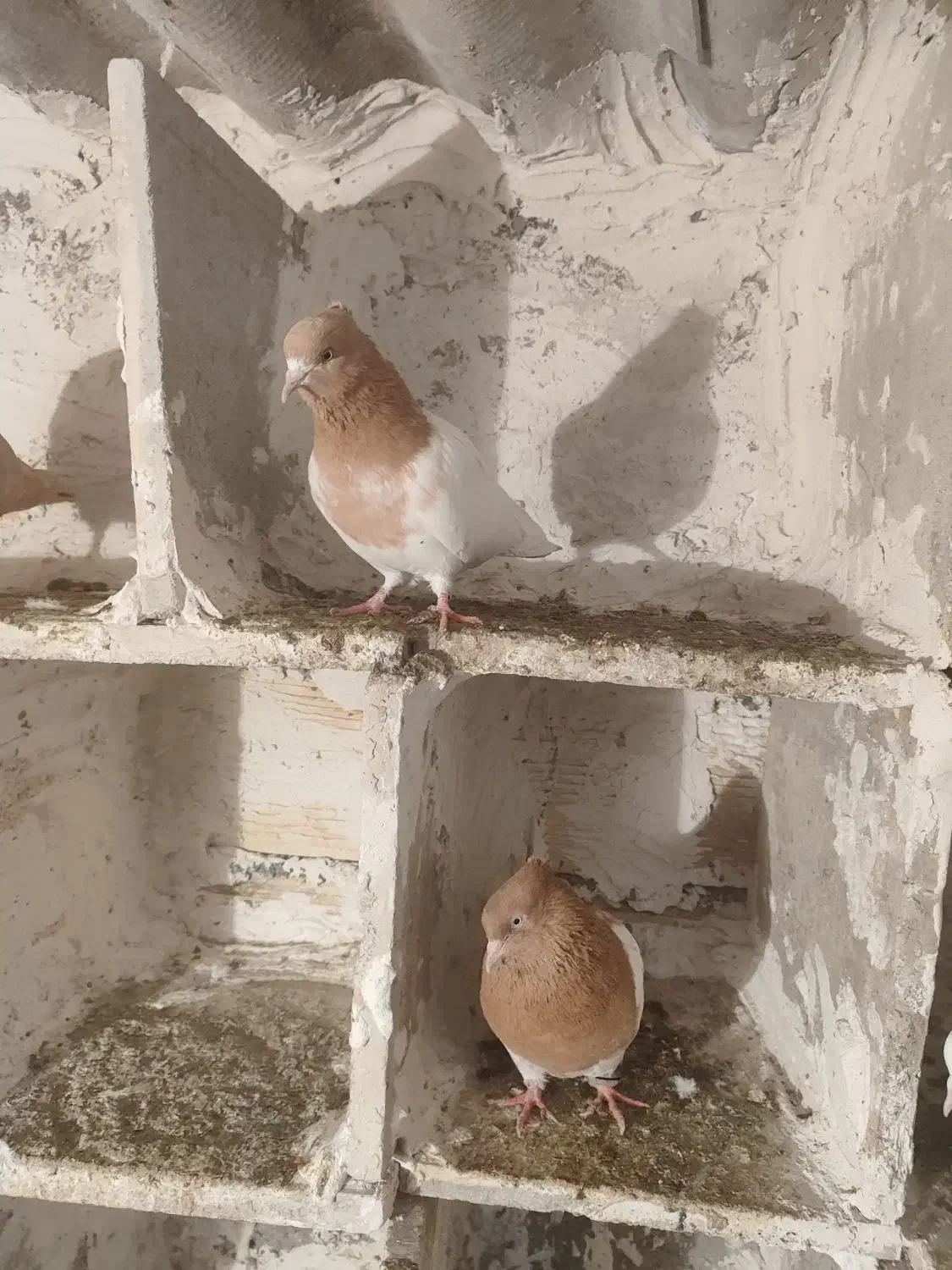 کبوتر باشی ساری|پرنده|گرمی, |دیوار