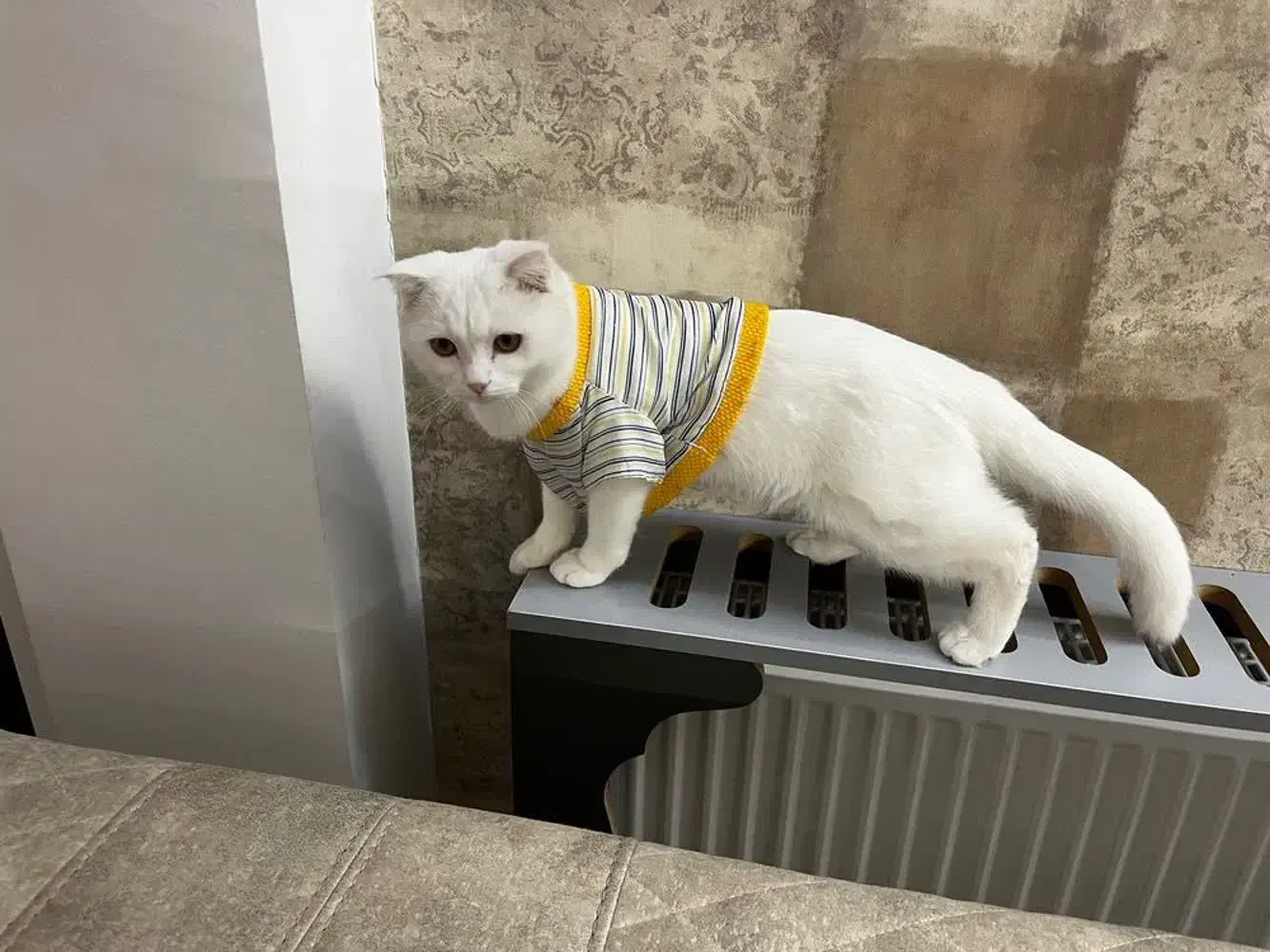 گربه  نژاد میکس پرشین اسکاتیش|گربه|مشهد, هفت تیر (آب و برق)|دیوار