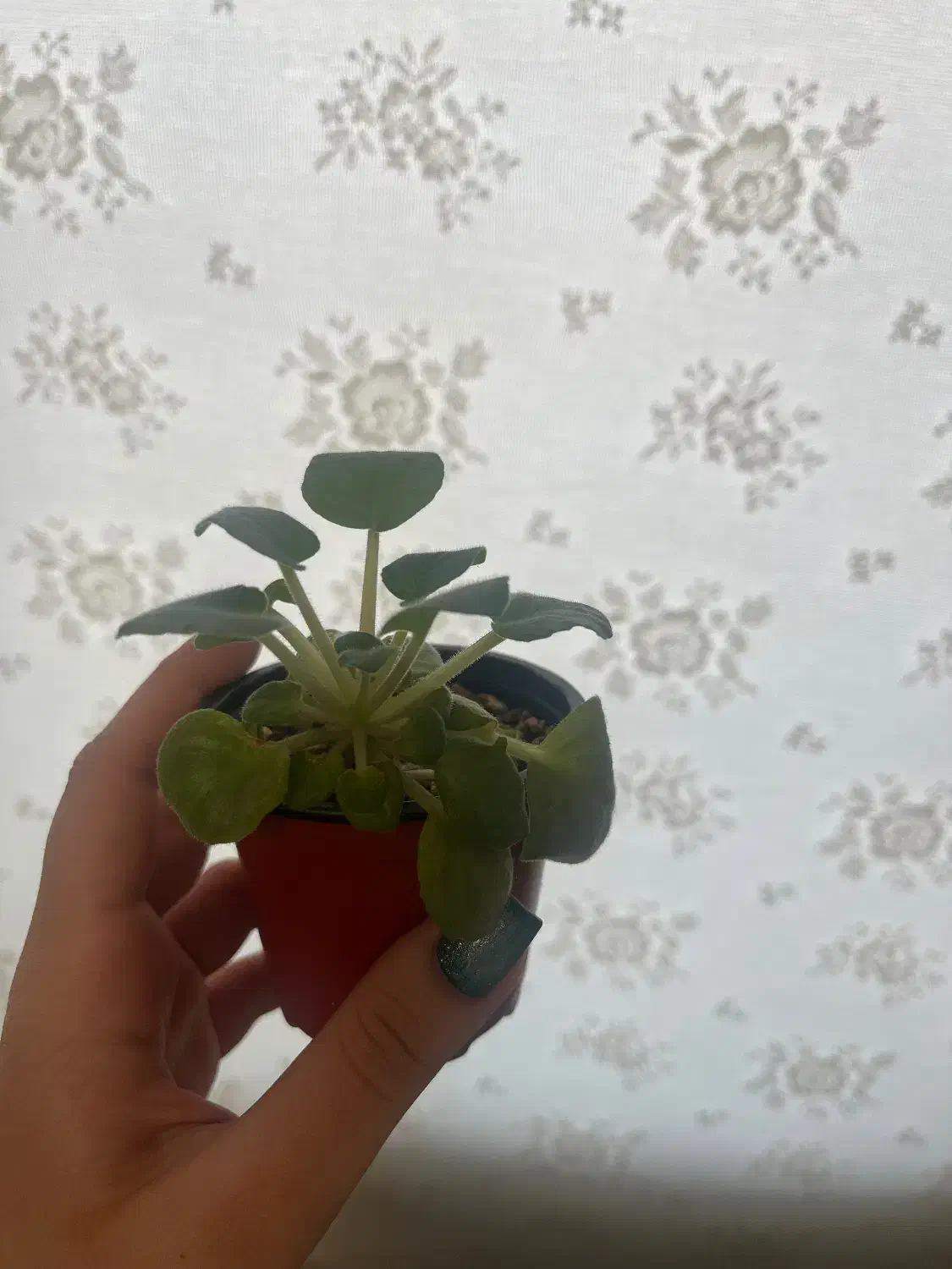 فروش تکی یا عمده گل بنفشه افریقایی|گل و گیاه طبیعی|رشت, باهنر|دیوار