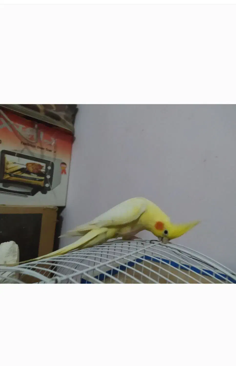 عروس هلندی گم شده|حیوانات|بندرعباس, |دیوار