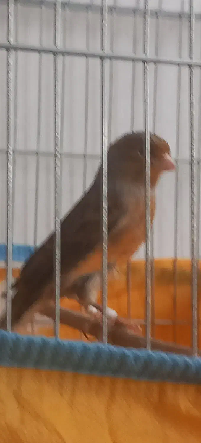 فروش دوجفت قناری|پرنده|مرودشت, نقش رستم|دیوار