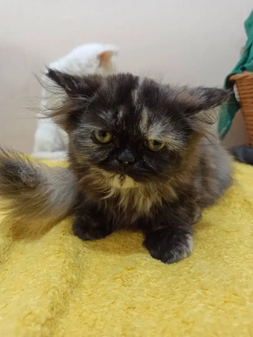 گربه پرشین عروسکی|گربه|کرج, گوهردشت|دیوار