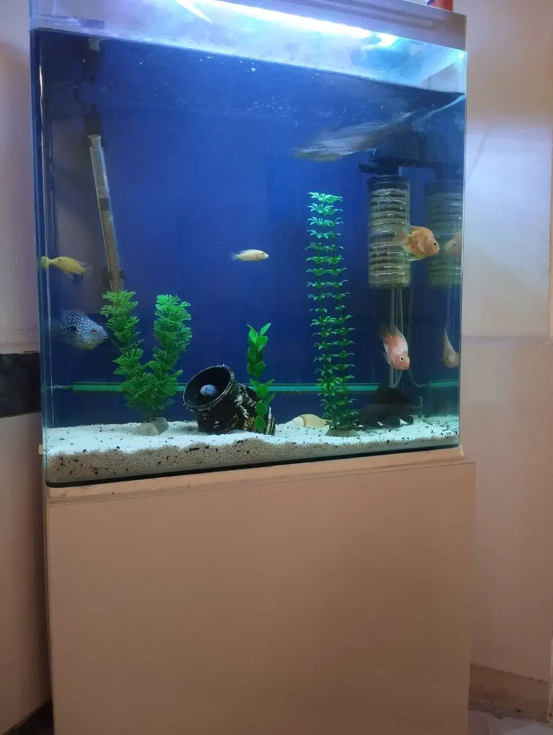 آکواریم خم شرکتی|ماهی|اسلامآباد غرب, |دیوار