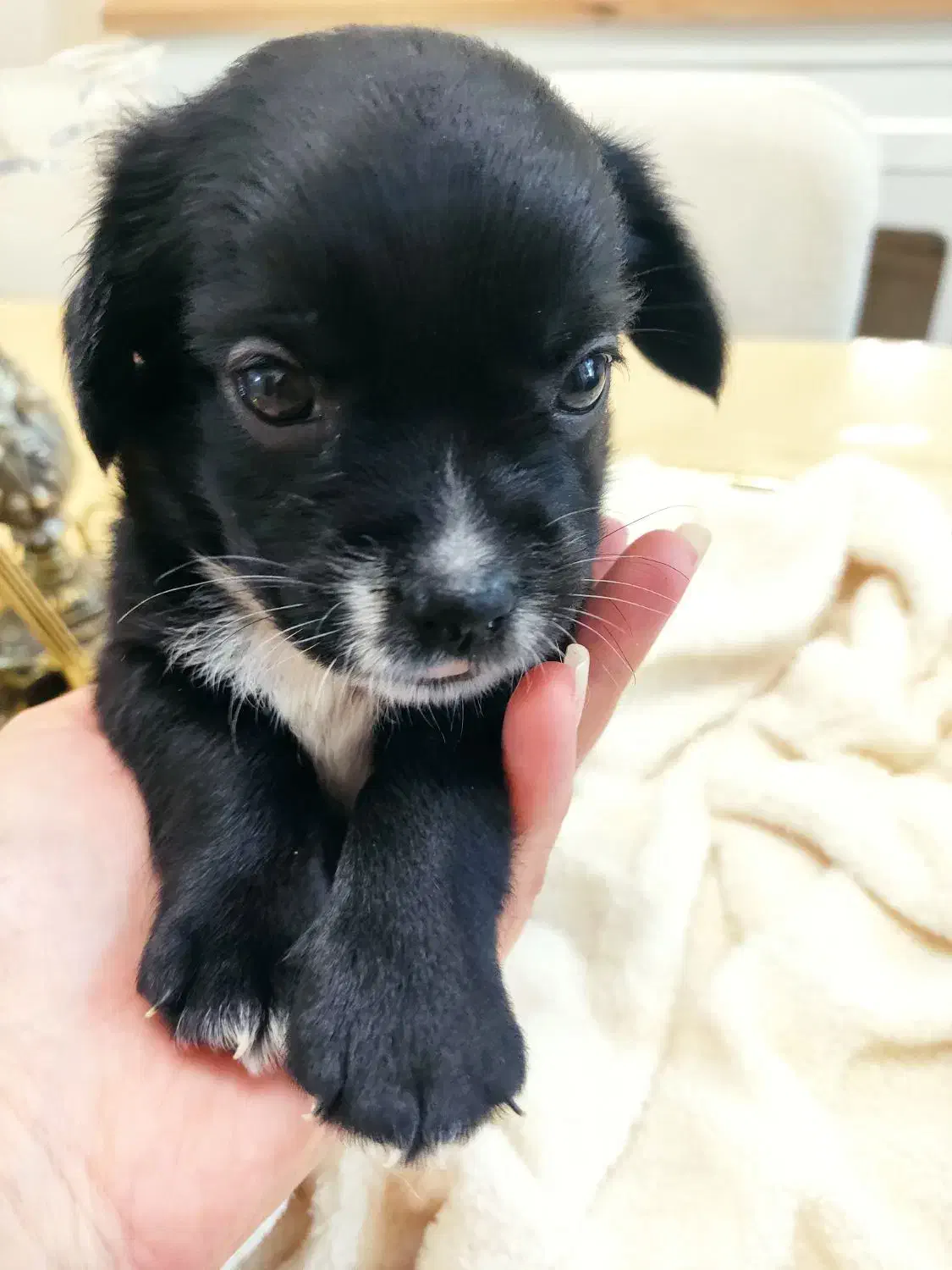 پامر اشپیتز نر|سگ|محمدشهر, محمدشهر|دیوار