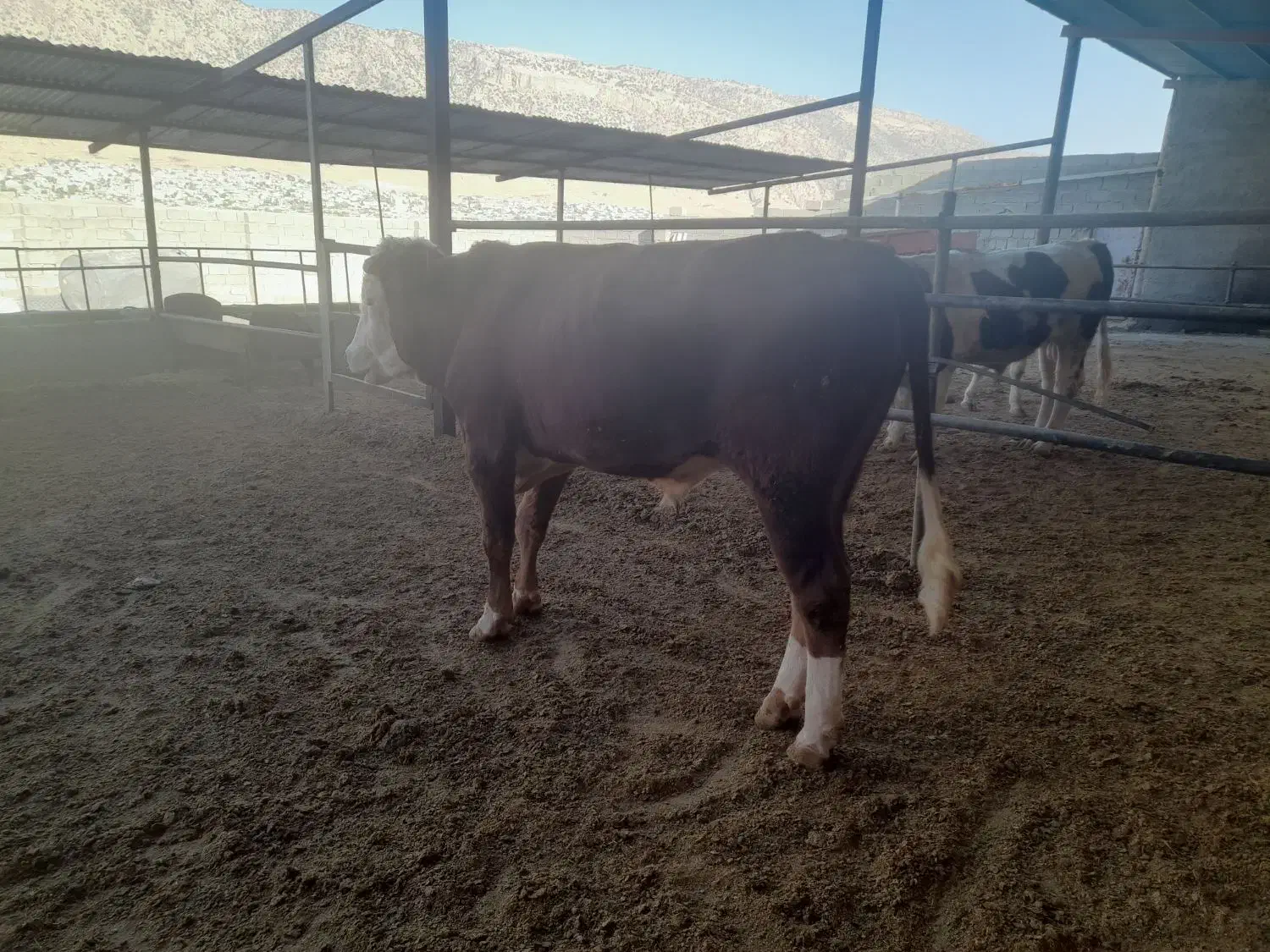 گوساله سیمینتال|حیوانات مزرعه|چرداول, |دیوار