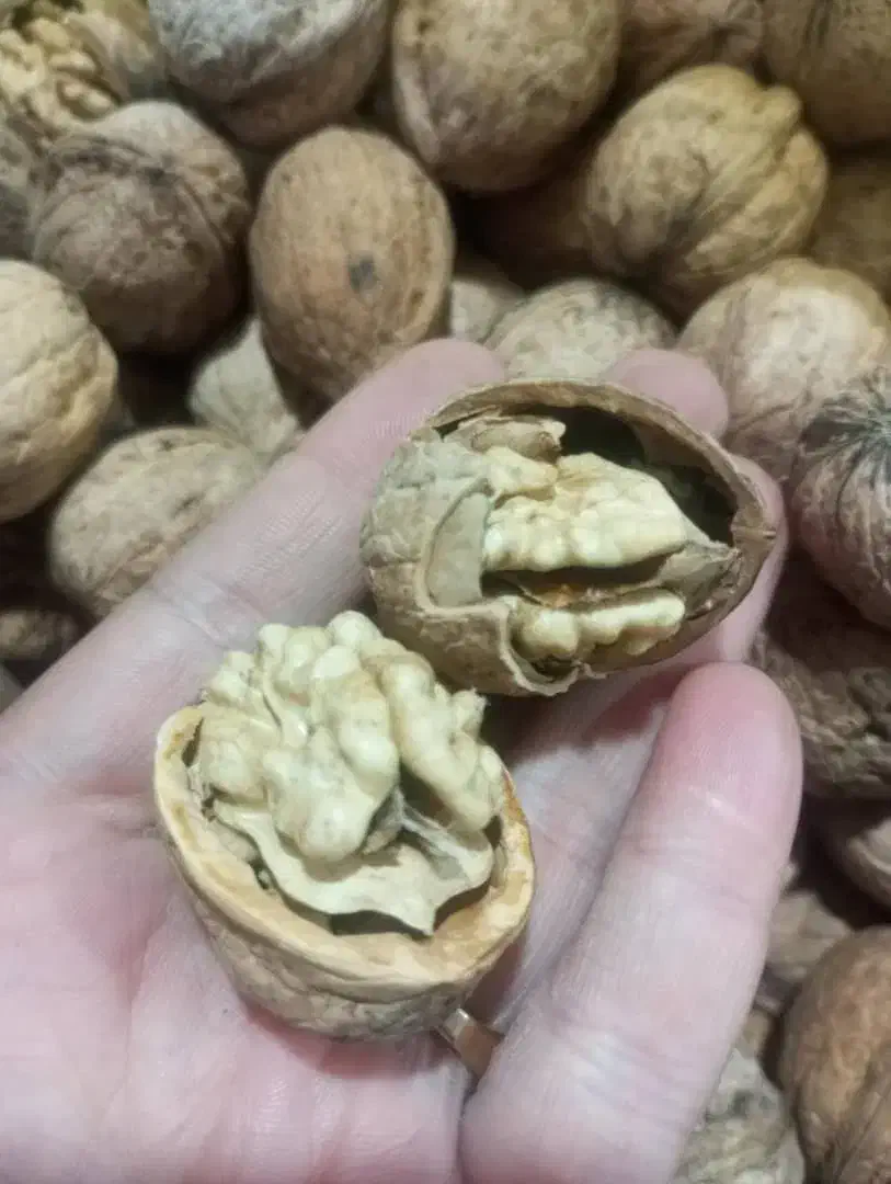 گردو سفید اعلا|خوردنی و آشامیدنی|خوی, |دیوار