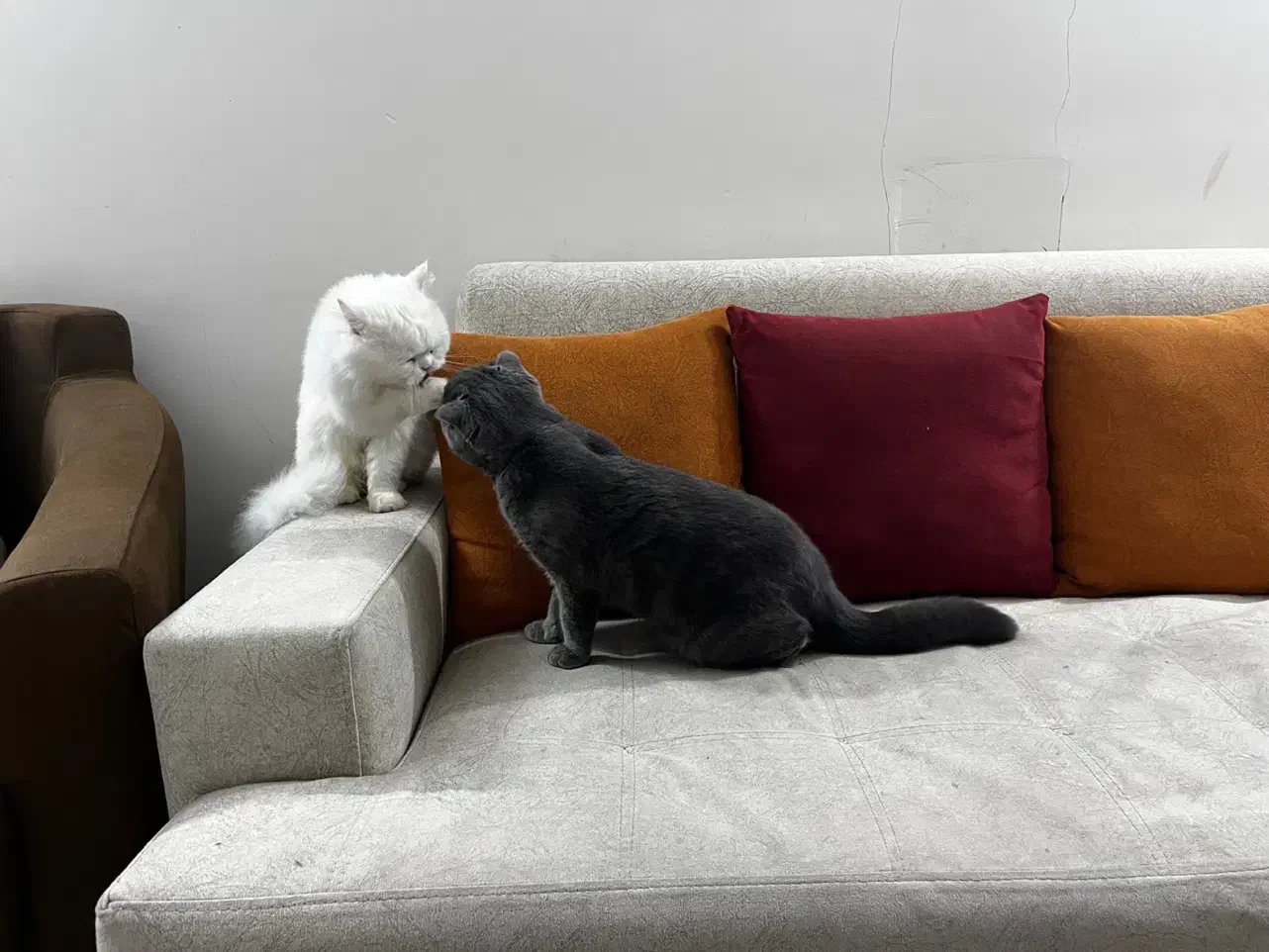 گربه اسکاتیش نر برای جفتگیری|گربه|مشهد, آبکوه|دیوار