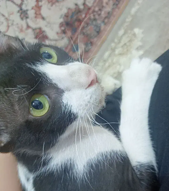 گمشده|حیوانات|چابهار, |دیوار