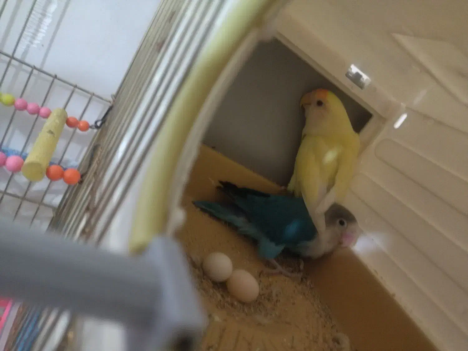 طوطی برزیلی|پرنده|دزفول, |دیوار