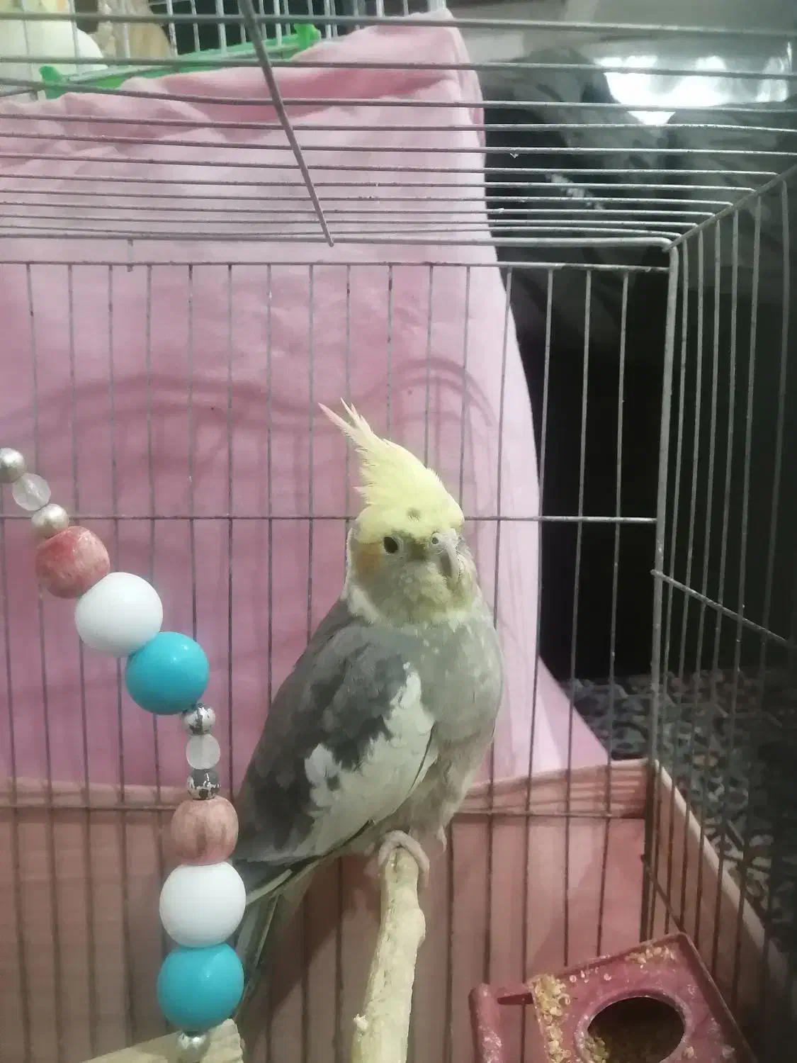 عروس هلندی ماده|پرنده|اندیمشک, |دیوار