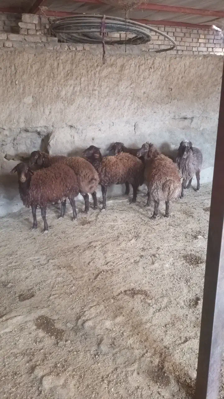 گوسفند زنده و گوشت تازه کلی و جزئی گلبهار نوبهار|حیوانات مزرعه|گلبهار, نوبهار|دیوار