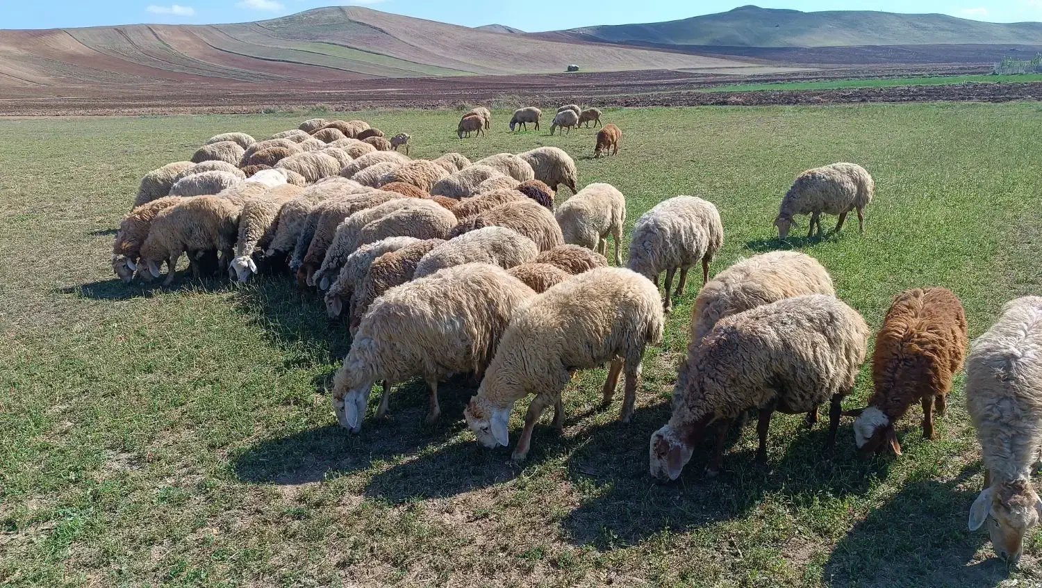 گوسفند|حیوانات مزرعه|آبش احمد, |دیوار