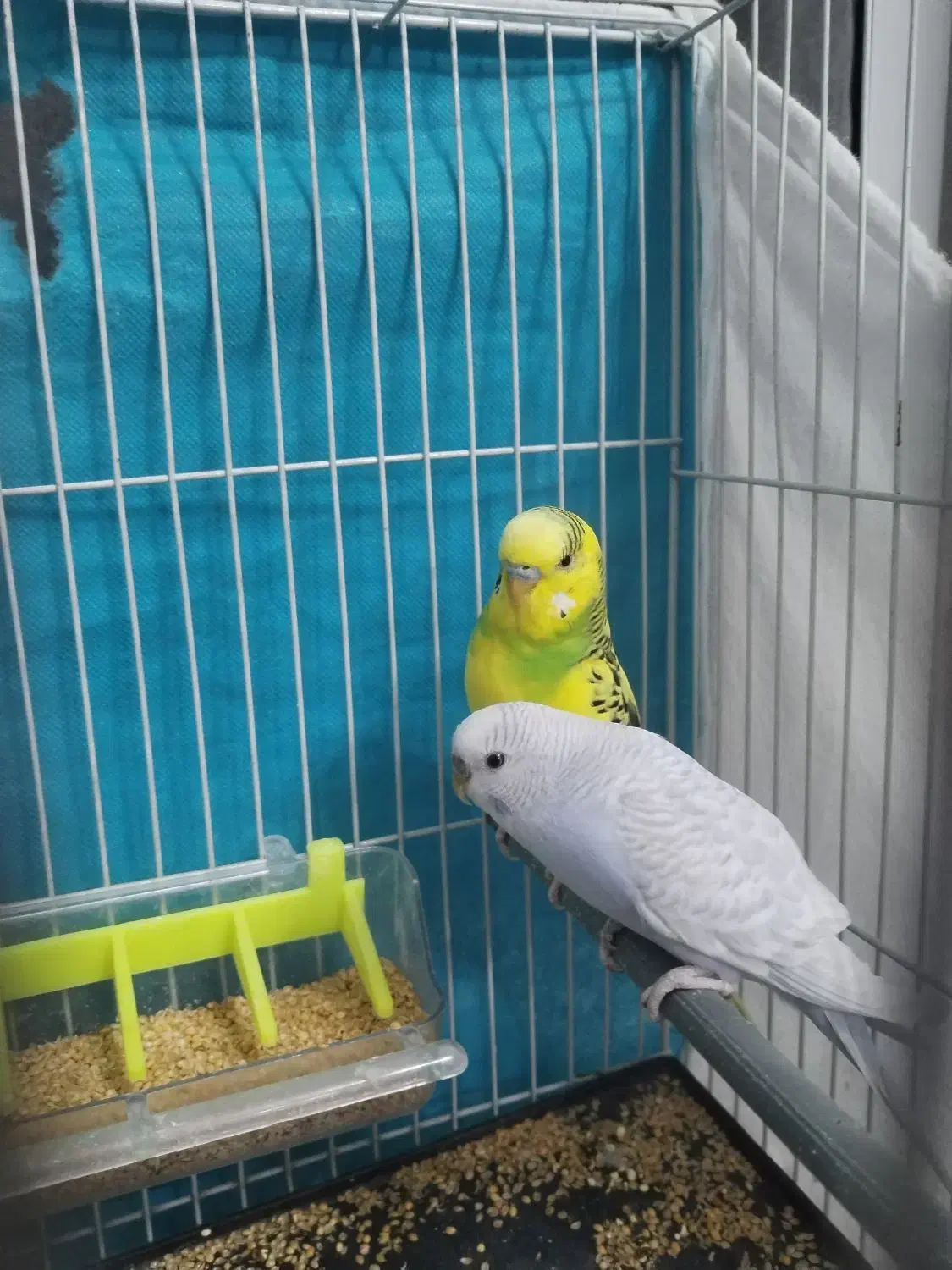 یک جفت مرغ عشق و یک جفت فنچ|پرنده|شاهینشهر, شهرک هشت بهشت|دیوار