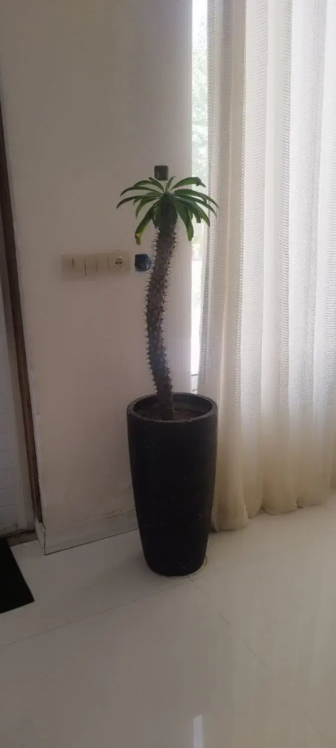 گل و گلدان|گل و گیاه طبیعی|رامجین, |دیوار