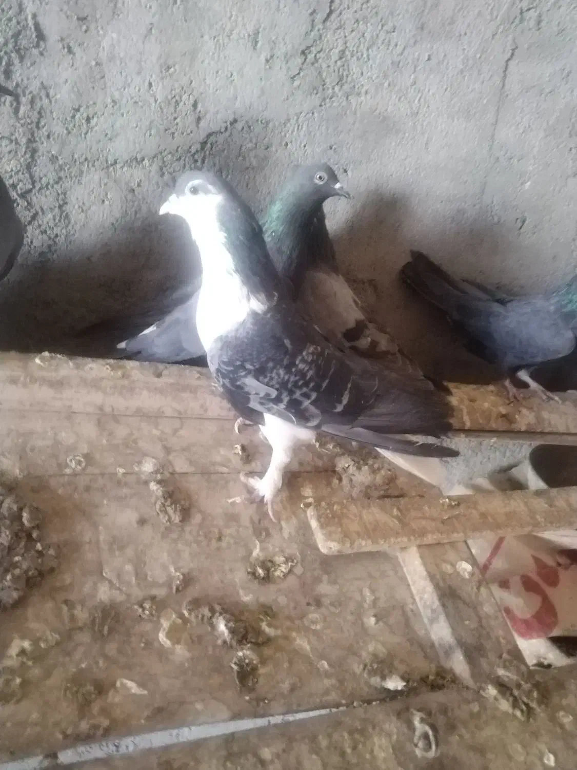 دمگیر دولا و دوبهر غلاق و فیروزه ای|پرنده|اصفهان, بوستان ناژوان|دیوار