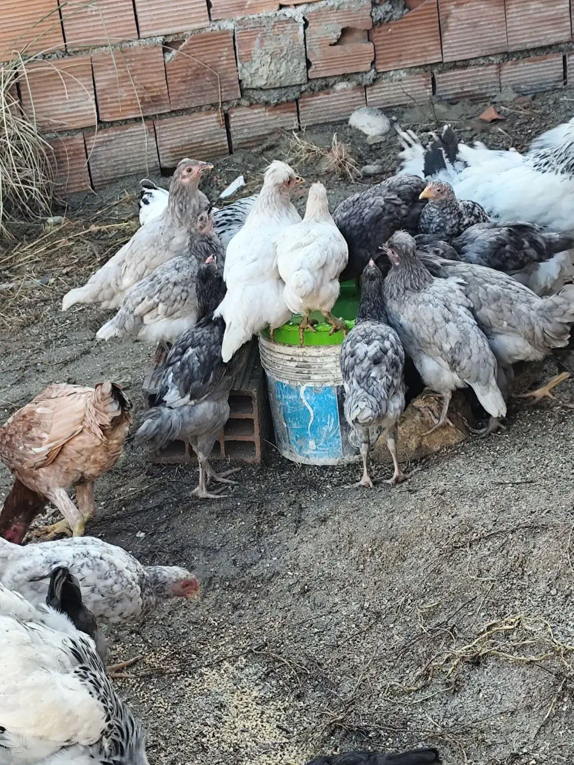 جوجه مرغ و خروس|حیوانات مزرعه|کردکوی, |دیوار