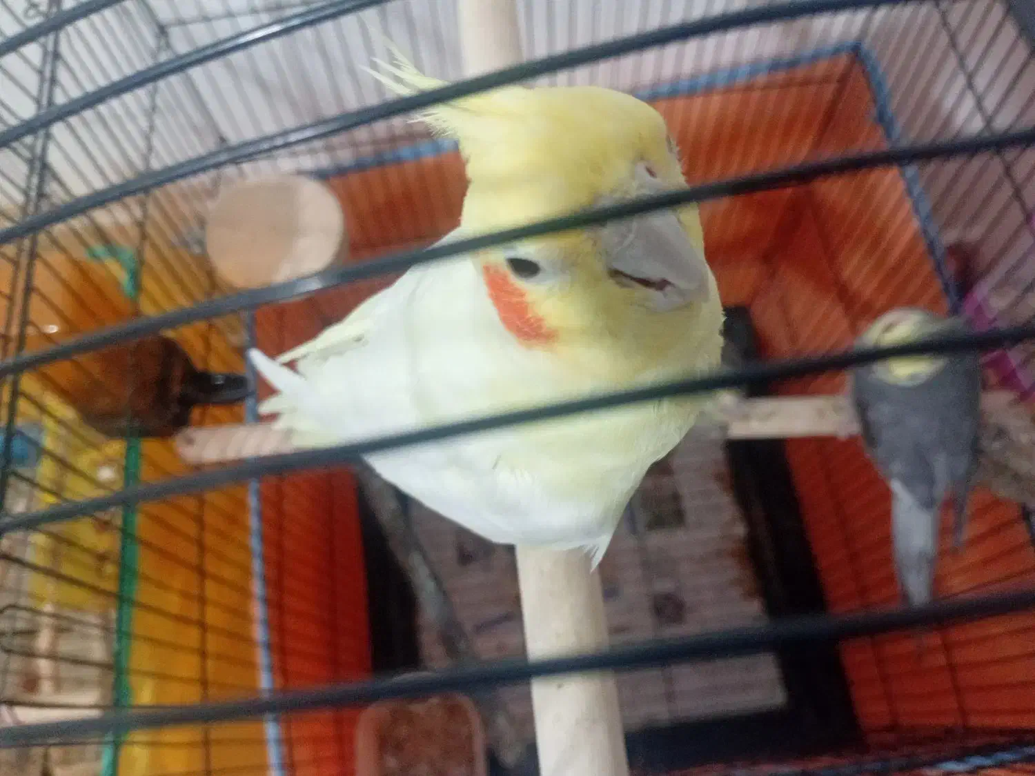 عروس هلندی جفت مولد کار داده|پرنده|بهار, |دیوار