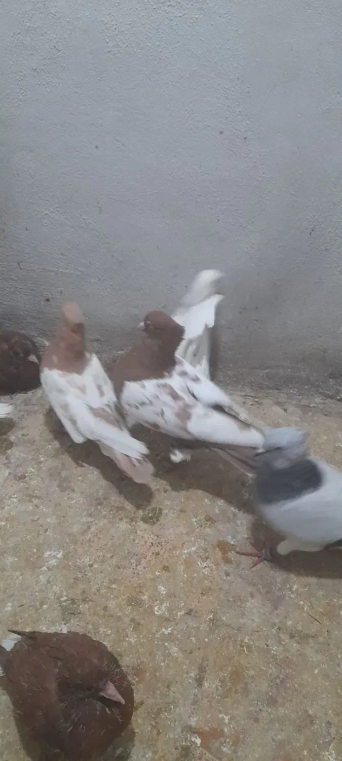 سنیه|پرنده|سبزوار, باهنر|دیوار