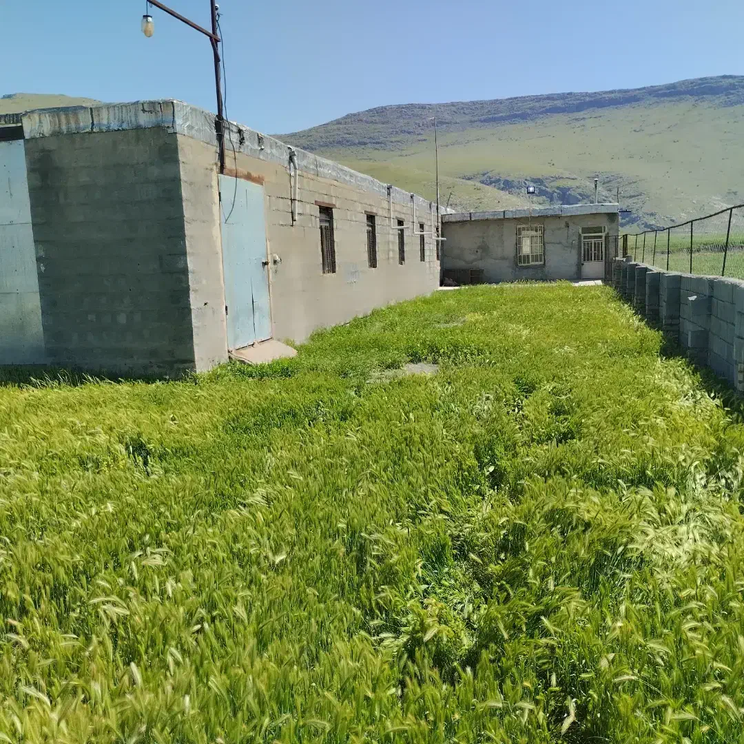 دامداری صنعتی 800راس|فروش دفتر صنعتی، کشاورزی، تجاری|دینور, |دیوار