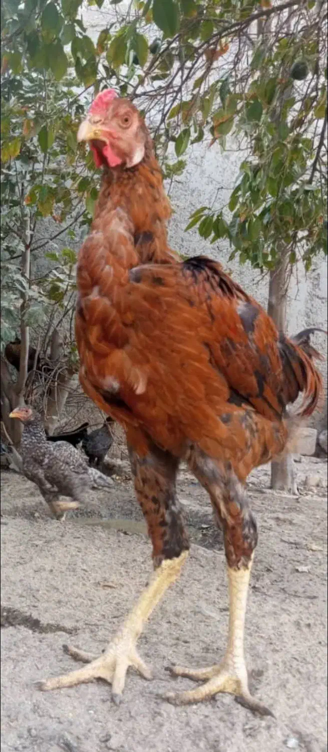 خروس لاری|حیوانات مزرعه|شبانکاره, |دیوار