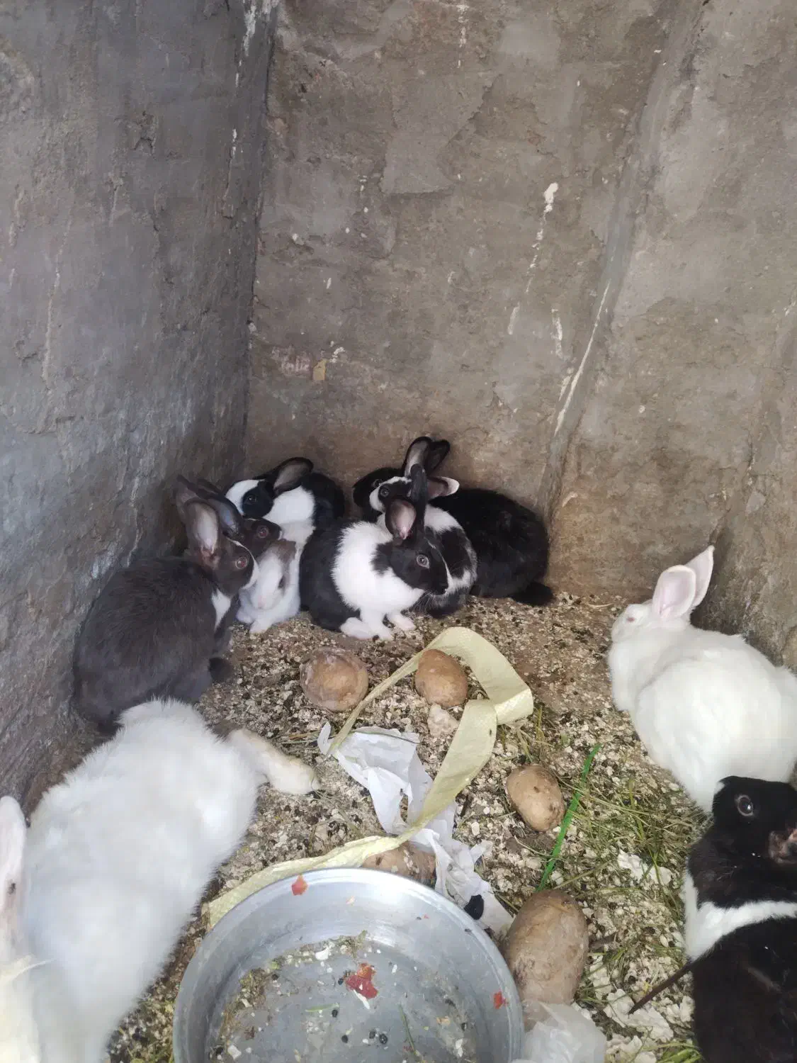 حراج خرگوش خانگی|موش و خرگوش|مهاباد (آذربایجان غربی), |دیوار