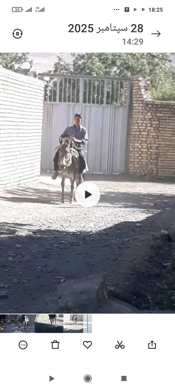 الاغ نر ۶ ساله|حیوانات مزرعه|شیراز, کیان آباد|دیوار