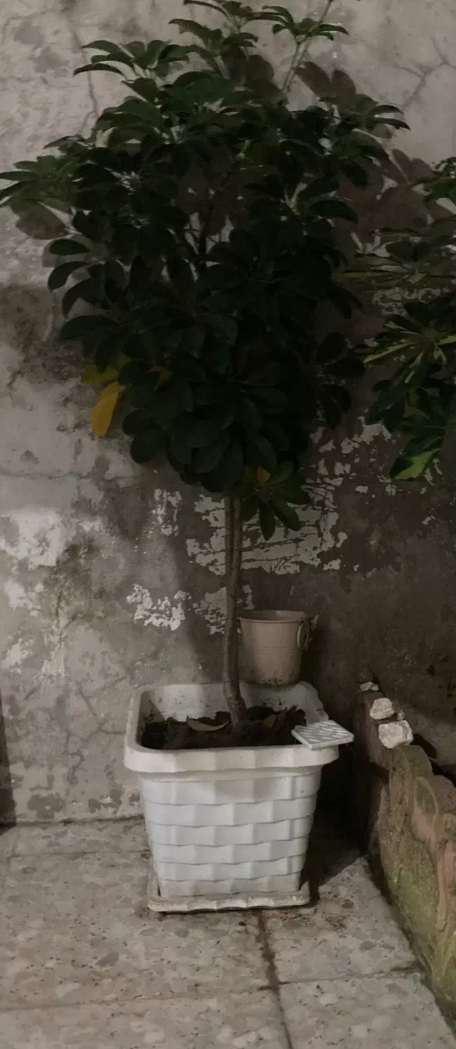 گل شفلرا و گلدان|گل و گیاه طبیعی|رشت, شالکو|دیوار