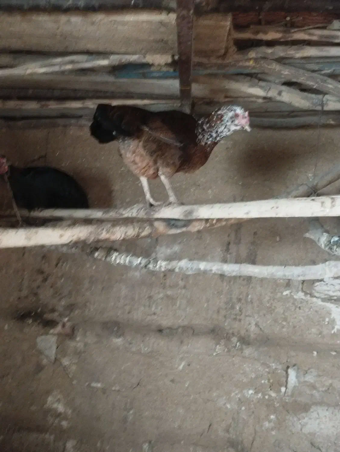 مرغ خروس محلی|حیوانات مزرعه|بانه, |دیوار