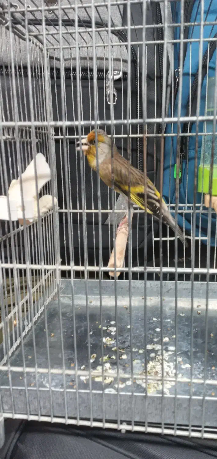 سره قناری دهن لرمست بخون|پرنده|تهران, صادقیه|دیوار