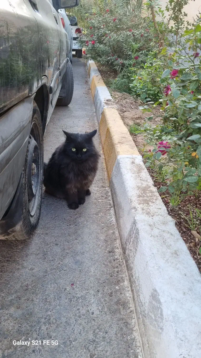 گربه پیدا شده|گربه|یزد, |دیوار