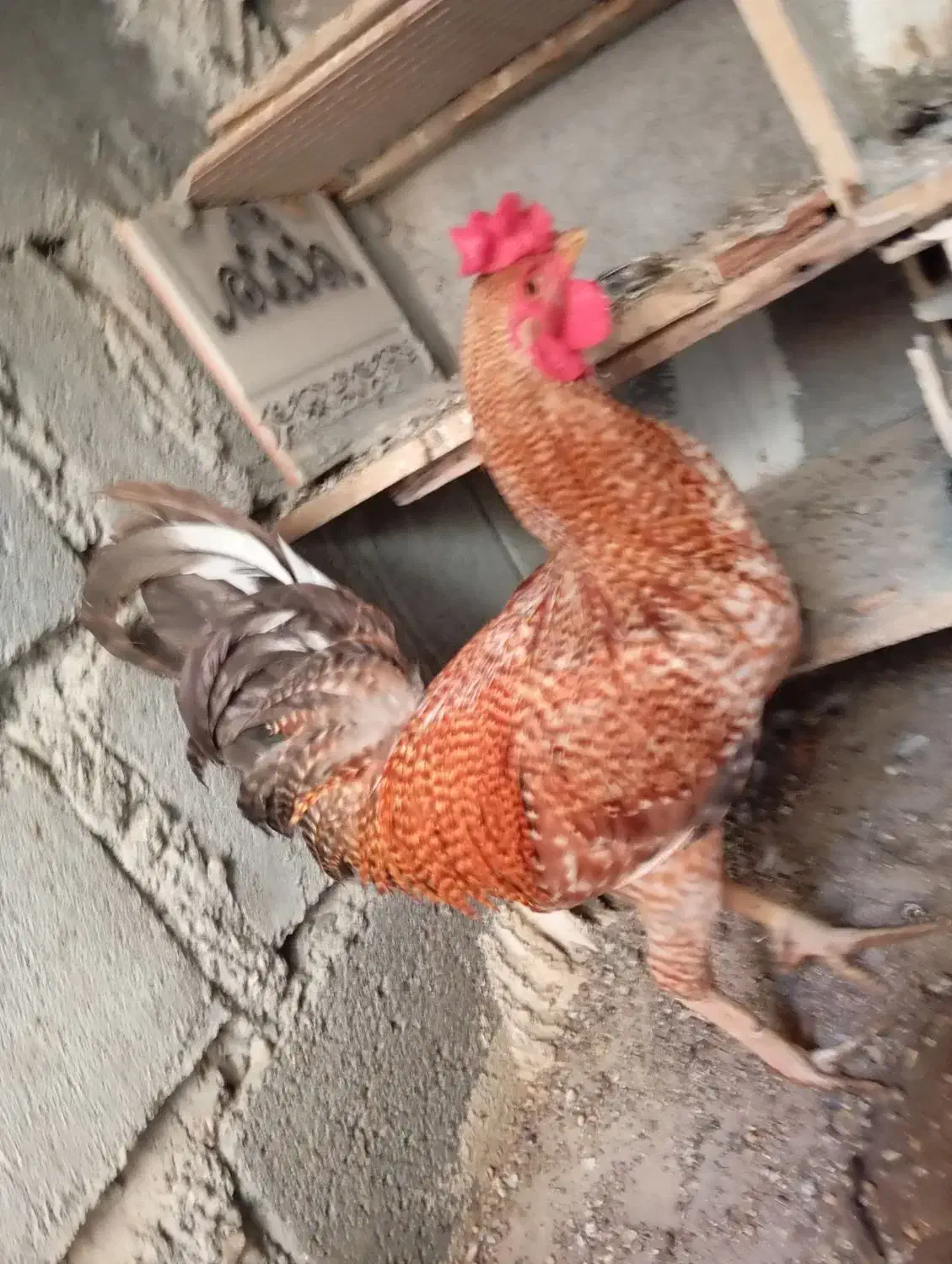 خروس فروشی|پرنده|میناب, |دیوار