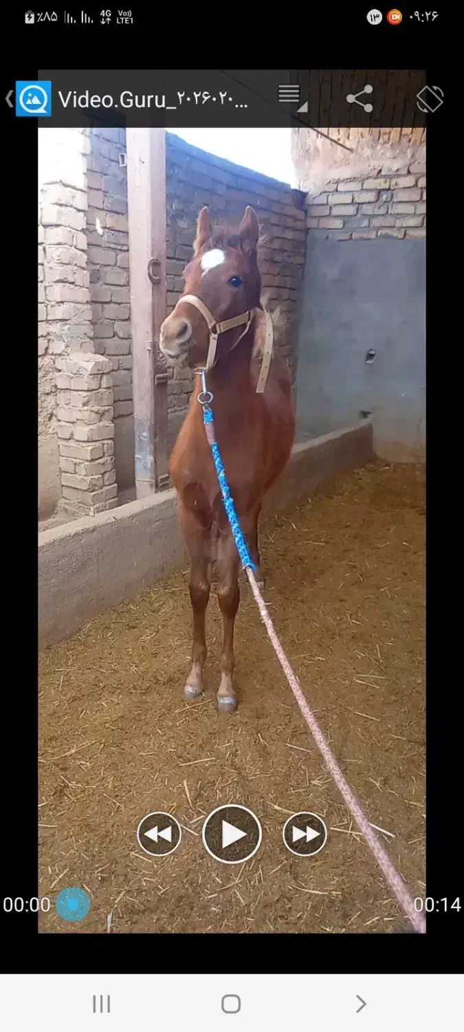 کره نر ۵ ماهه|اسب و تجهیزات اسب‌سواری|ساوه, |دیوار