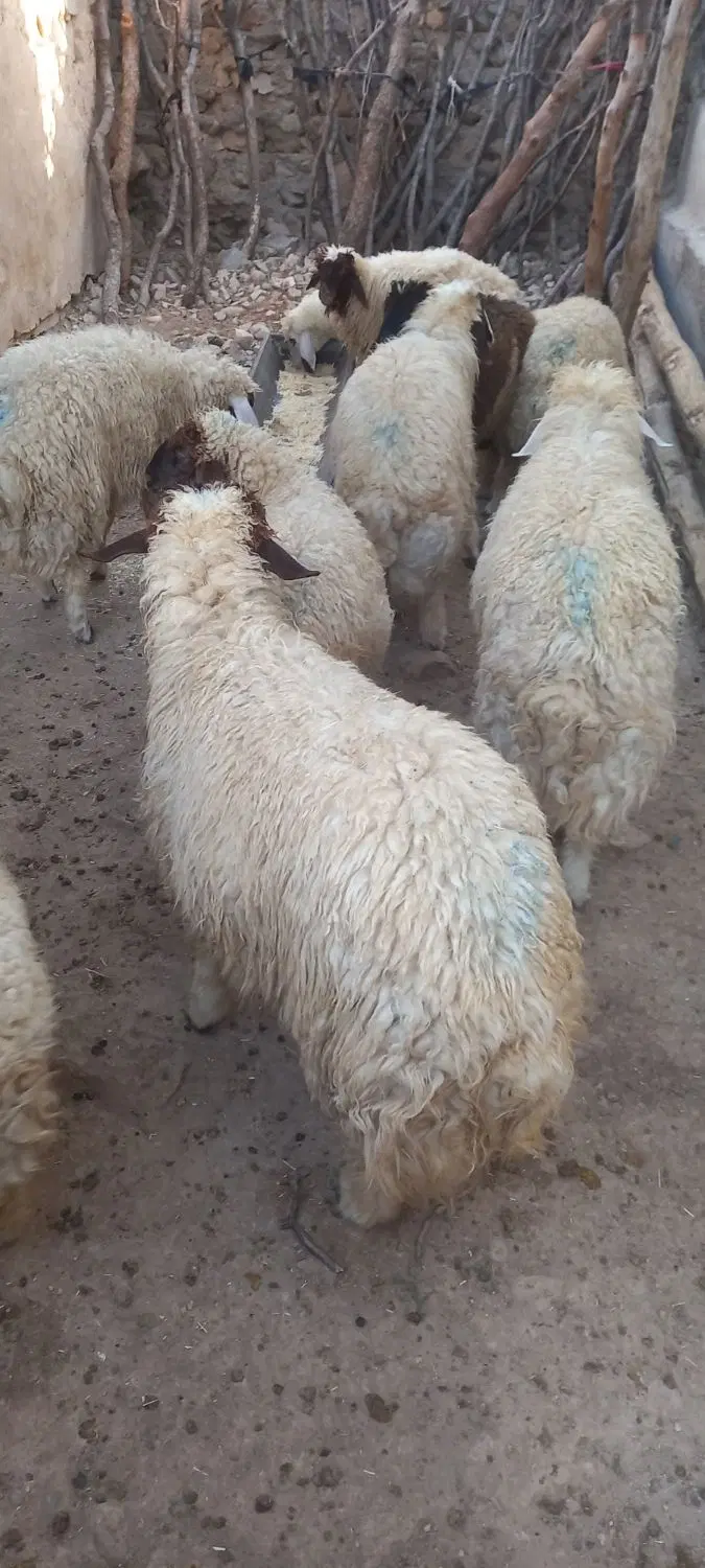 بره|حیوانات مزرعه|اسلام‌‌آباد غرب, |دیوار