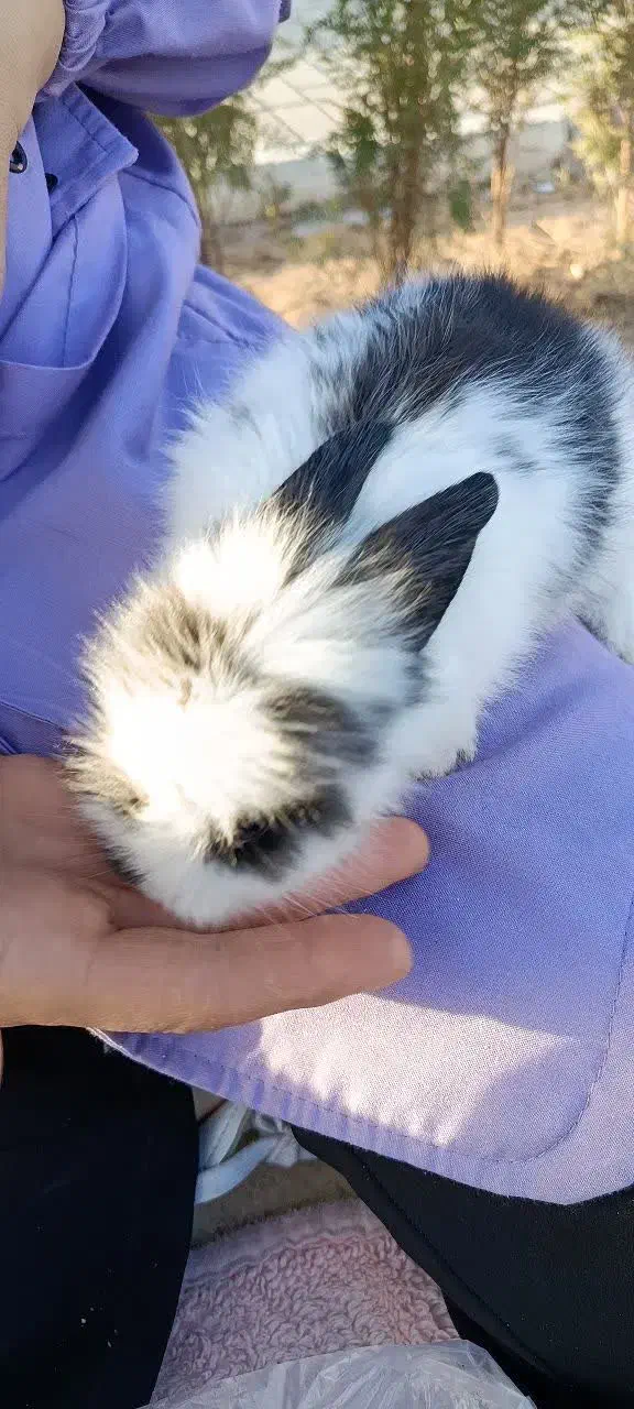 خرگوش لوپ|موش و خرگوش|پرند, فاز ۶|دیوار