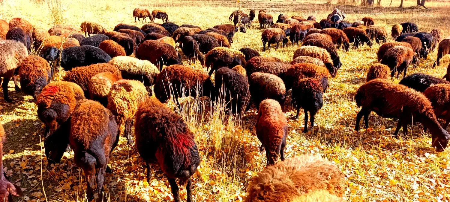 گوسفند آبستن وبره دار|حیوانات مزرعه|تیکمه داش, |دیوار