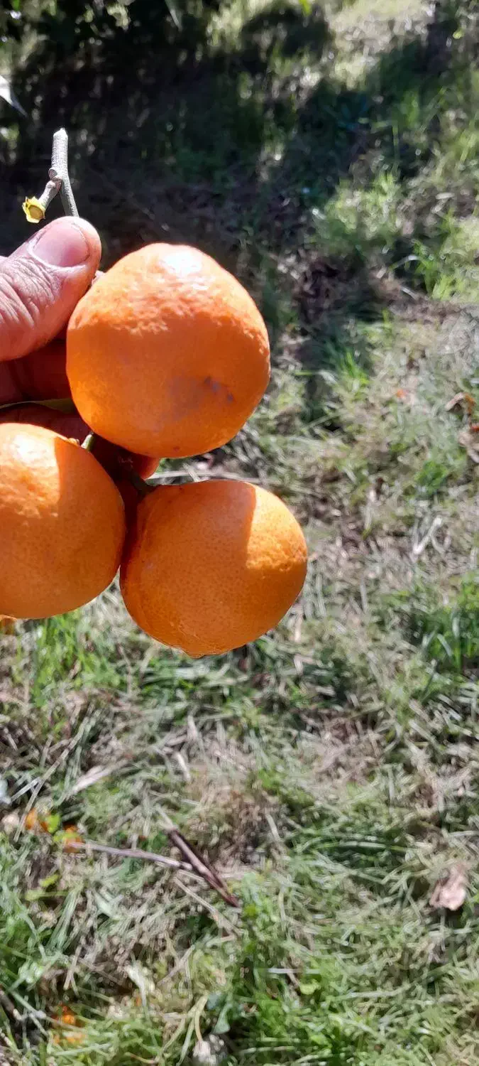 نارنگی|خوردنی و آشامیدنی|قائم‌شهر, |دیوار