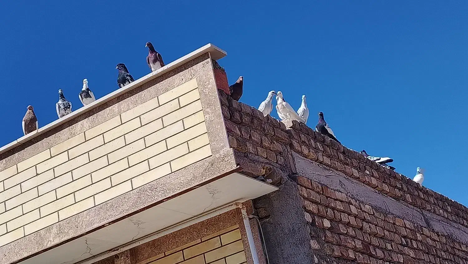 کفتر|پرنده|بردسیر, |دیوار