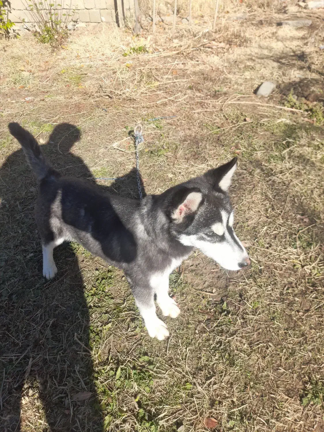 توله سگ هاسکی|سگ|سیلوانه, |دیوار