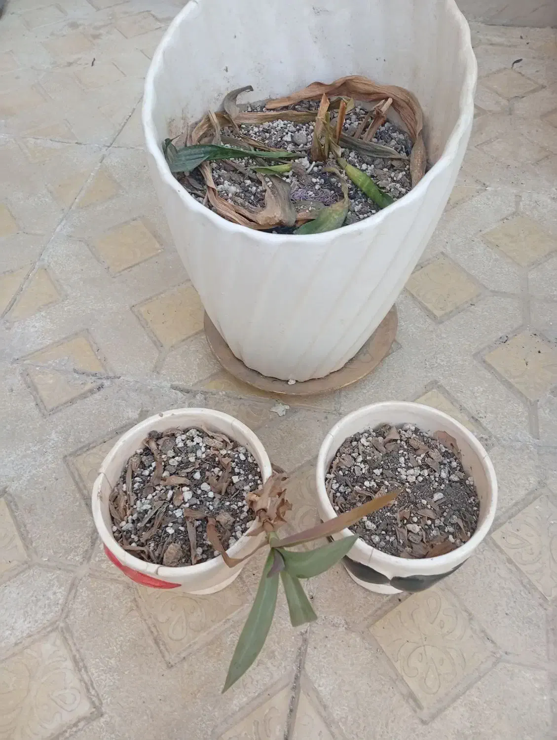 گلدان سرامیکی|گل و گیاه طبیعی|تربتحیدریه, ده پائین|دیوار