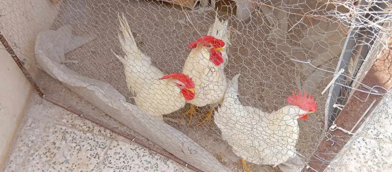 سه عدد خروس|حیوانات مزرعه|قشم, |دیوار