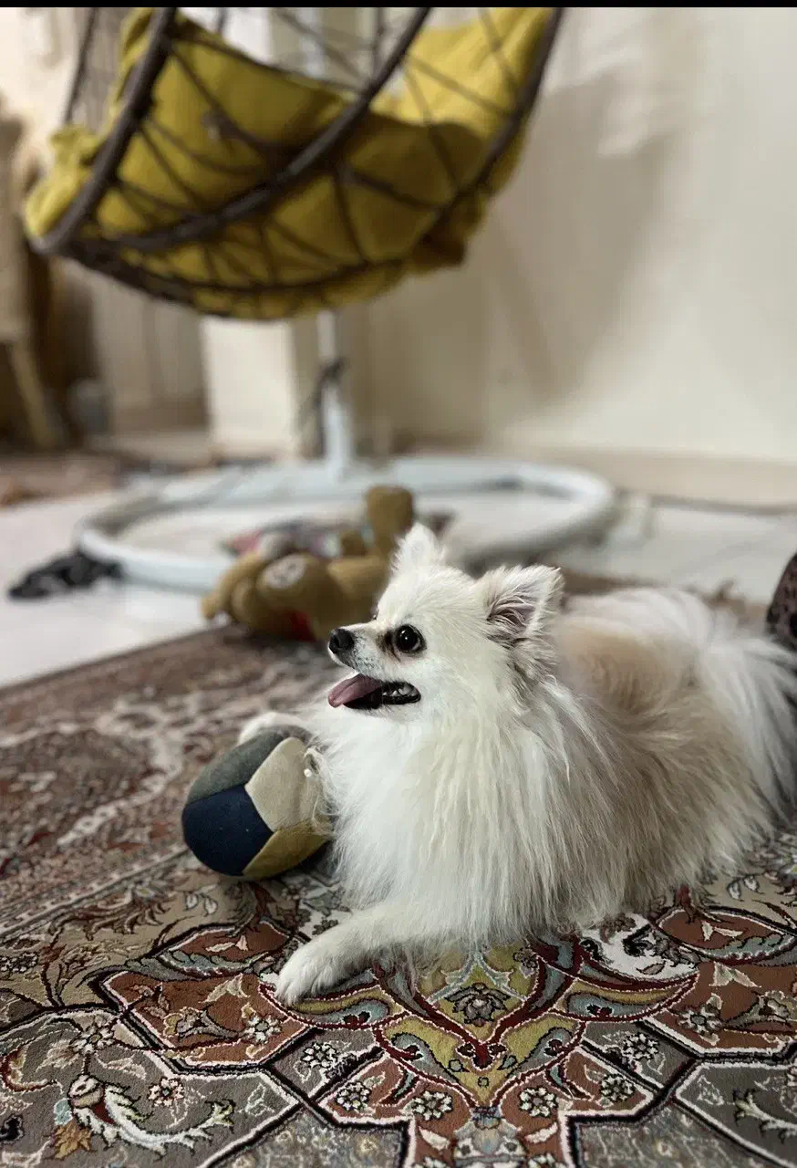 واگذاری سگ پامرین|سگ|کرج, عظیمیه|دیوار