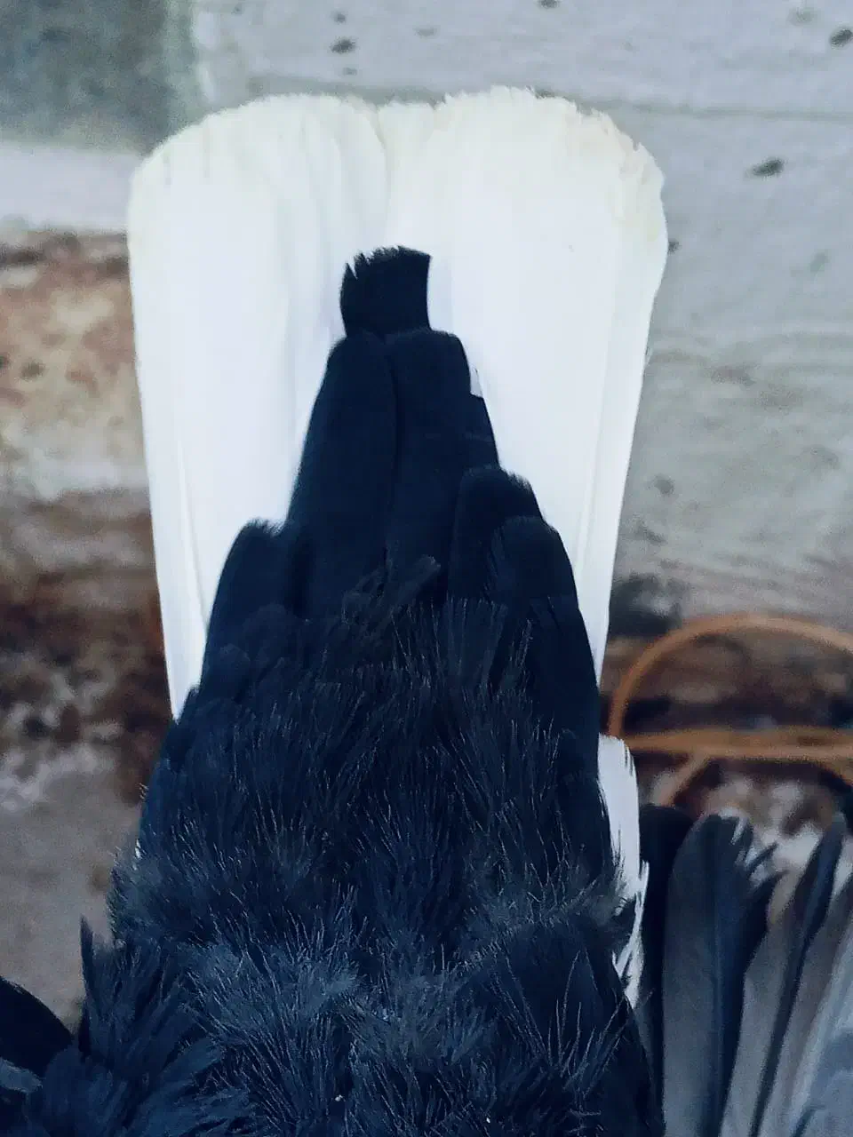 کبوتر|پرنده|طسوج, |دیوار